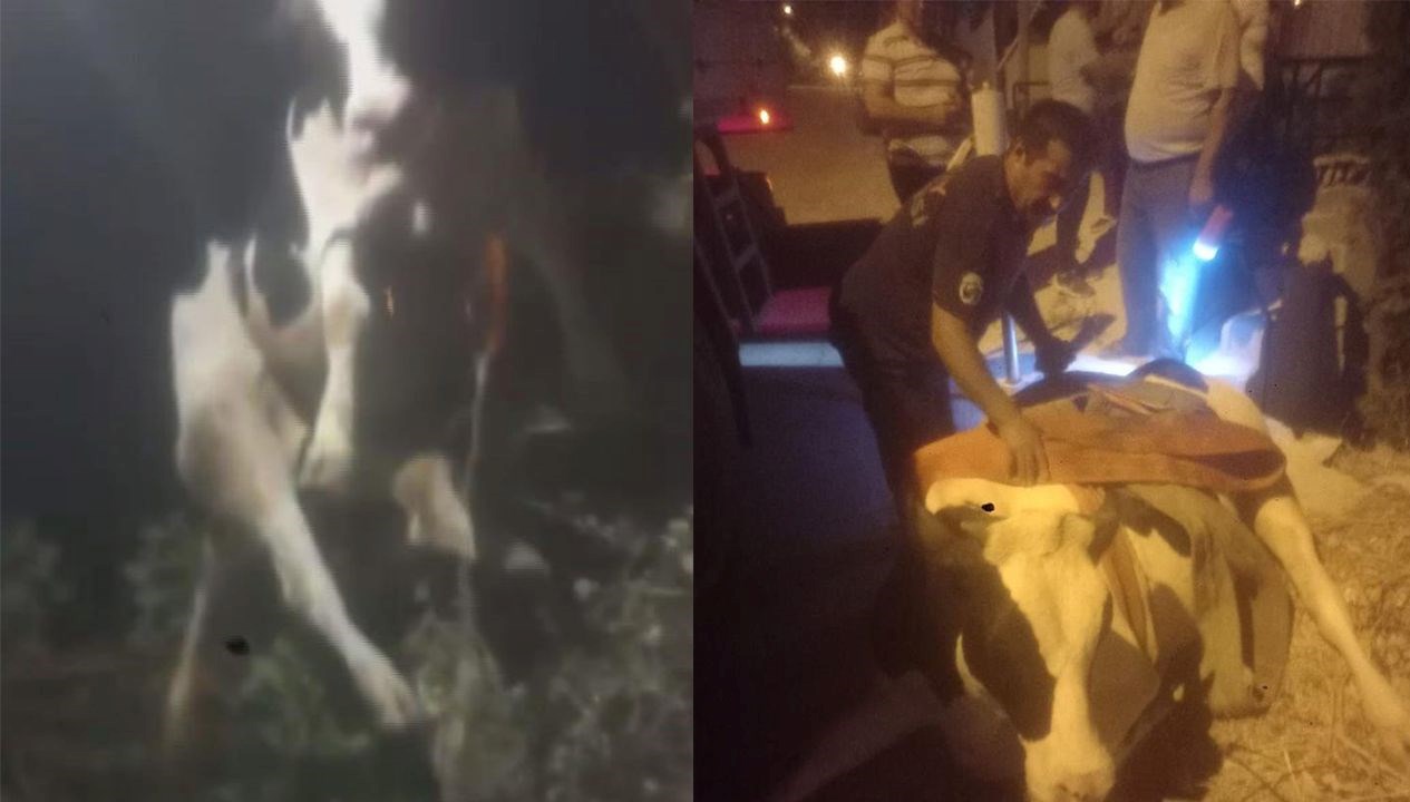 hatayda inek kurtarma operasyonu MqpstceP