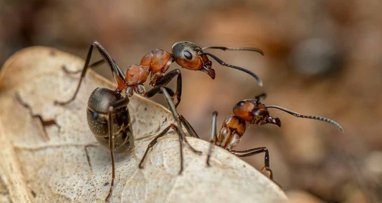 karincalarin guclerini 2 katina cikarmak icin kullandiklari sasirtici takim calismasi hilesi kuvvet mandali SvZkdDkC