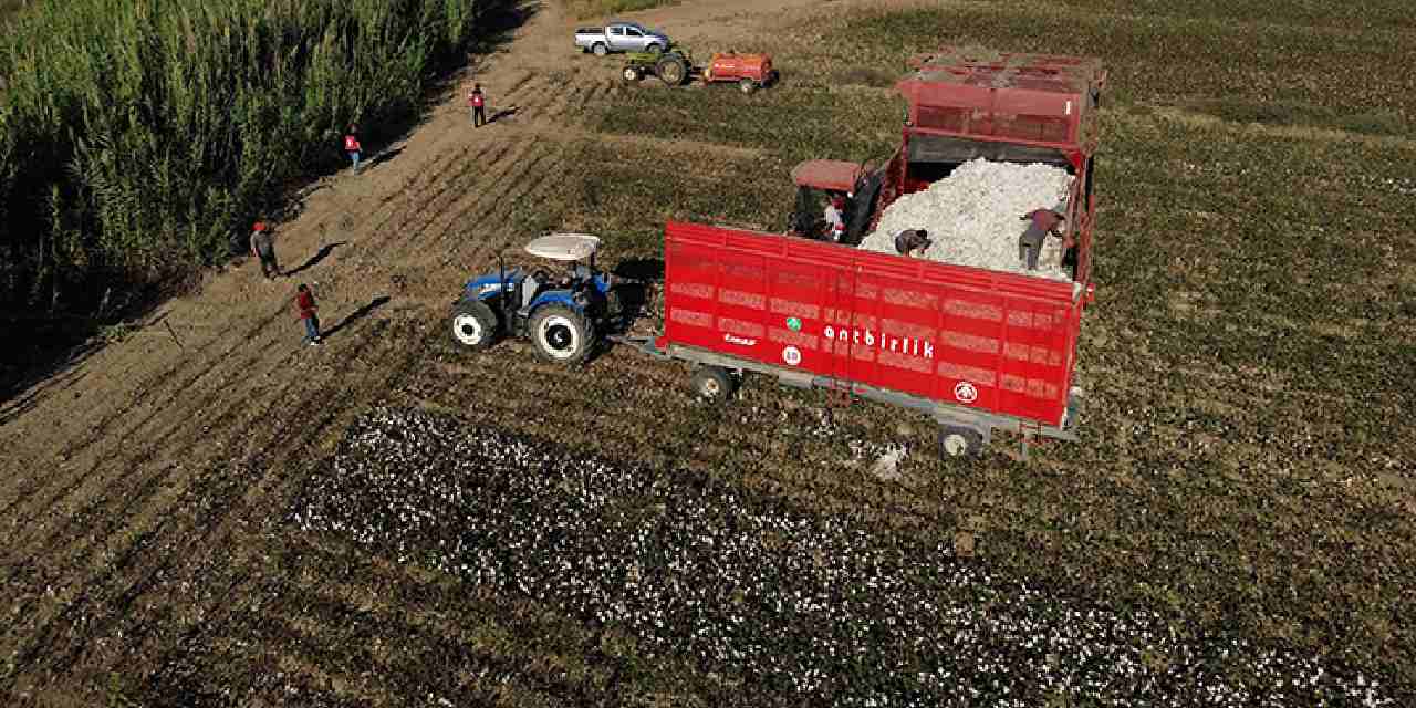 40 bin dekar alanda uretiliyor beyaz altin olarak biliniyor EFNDEDT6.jpg