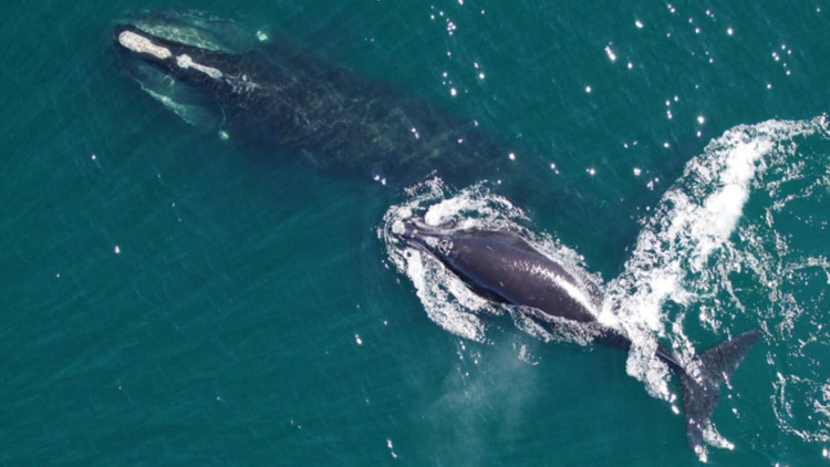 buzul balinalari tukenmekten kurtuluyor mu t8Vg8lKa.jpg