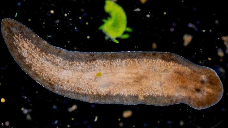 mucize solucan insanlarin uzuv olusturmasini saglayabilir DQVnsrjj.jpg