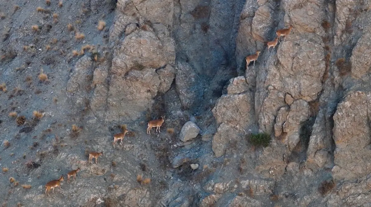 munzur daglarindaki dag kecileri drone ile goruntulendi KelFEFeh.jpg