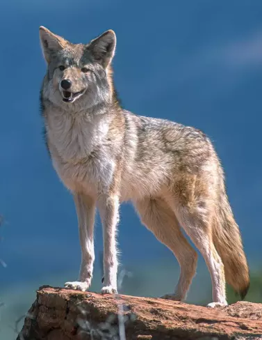 Kalkışta Şok Anlar! Uçak Kır Kurduyla Çarpışarak Acil İniş Yaptı